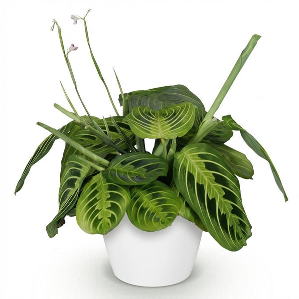 Gebedsplant - Maranta Fascinator Lemon Lime - Ø12cm - ↕25cm