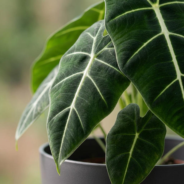Olifantsoor - Alocasia Frydek - Ø19cm - ↕60cm