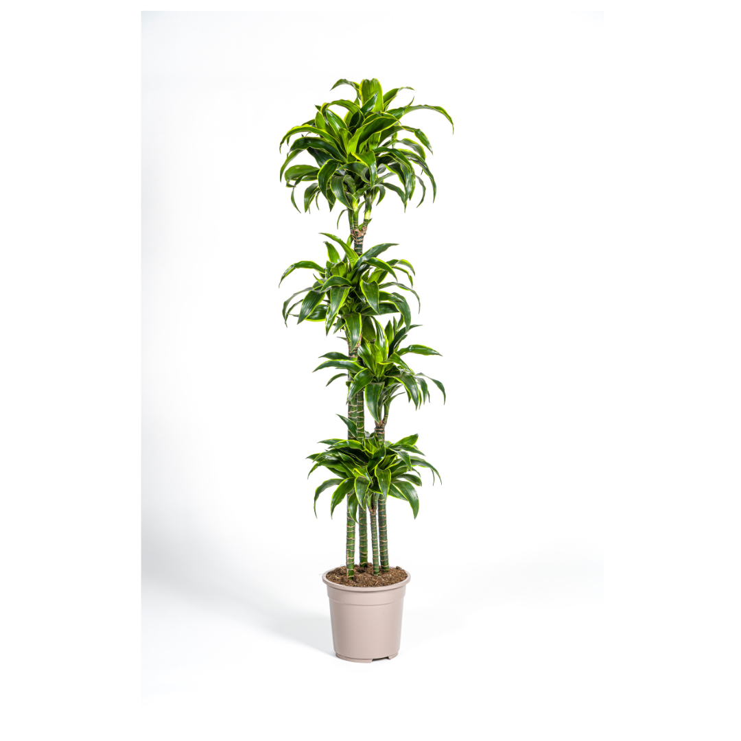 Drakenboom - Dracaena Dorado - Ø27cm - ↕180cm