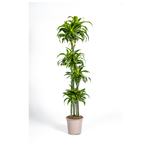 Drakenboom - Dracaena Dorado - Ø27cm - ↕180cm