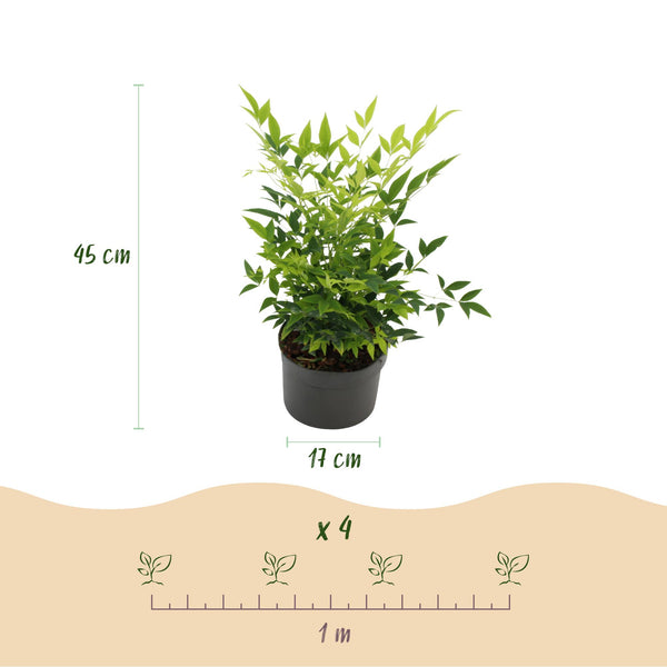 Hemelse bamboe - Nandina domestica 'Lemon & Lime' - Ø17cm - ↕45cm