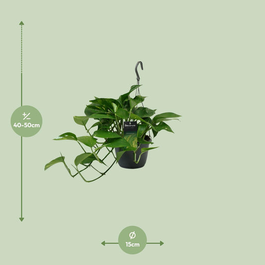 Satijnpothos - Scindapsus pictus - Ø15cm - ↕45cm