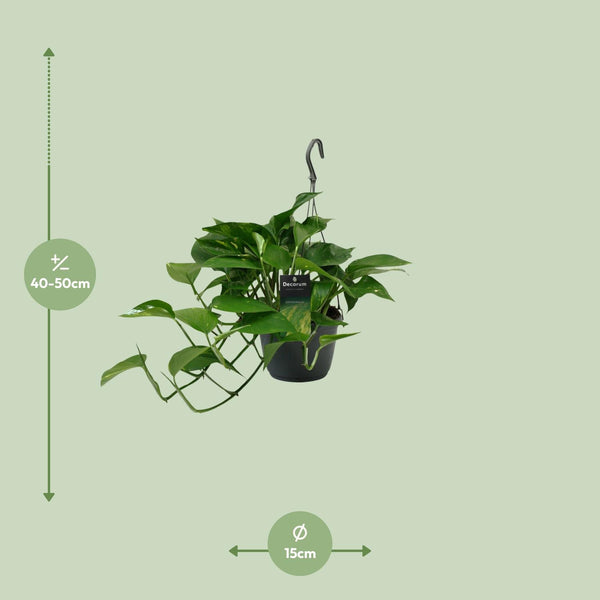 Satijnpothos - Scindapsus pictus - Ø15cm - ↕45cm