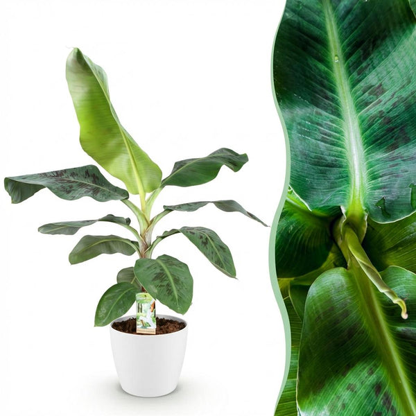 Bananenplant - Musa acuminata Dwarf Cavendish - Ø21cm - ↕70-75cm
