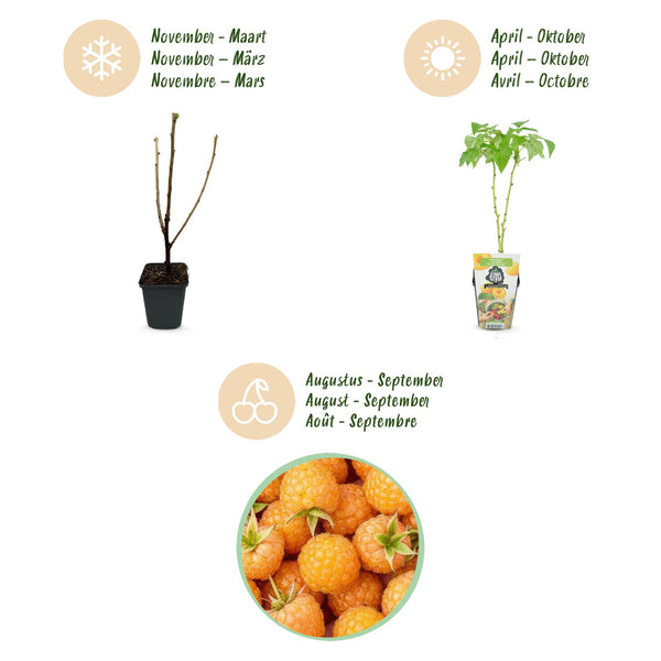 Frambozenplant - Rubus idaeus Fallgold - Ø9cm