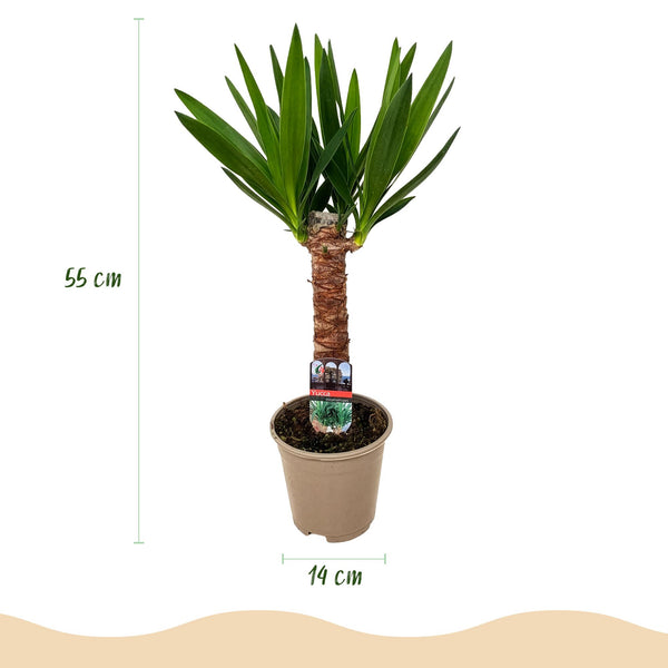 Palmlelie - Yucca elephantipes - Ø14cm - ↕55cm
