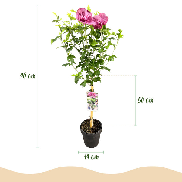 Hibiscus op stam - Hibiscus syriacus 'Magenta Chiffon' - magenta - Ø19cm - ↕90cm
