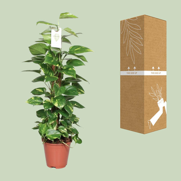 Pothos - Epipremnum pinnatum mosstok - Ø19cm - ↕80cm