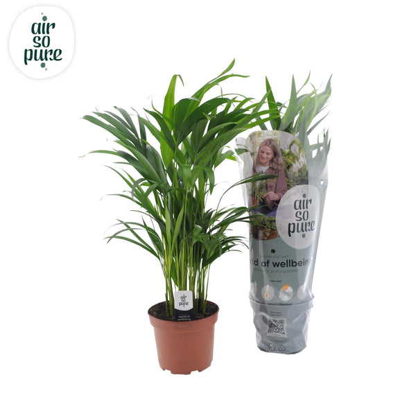Arecapalm - Dypsis lutescens - Ø17cm - ↕65cm