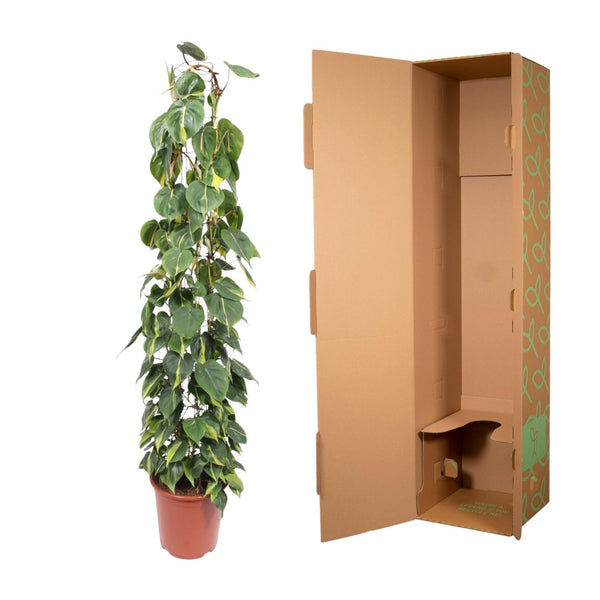 Philodendron Scandens Brasil gaasrek - Ø27cm - ↕160cm
