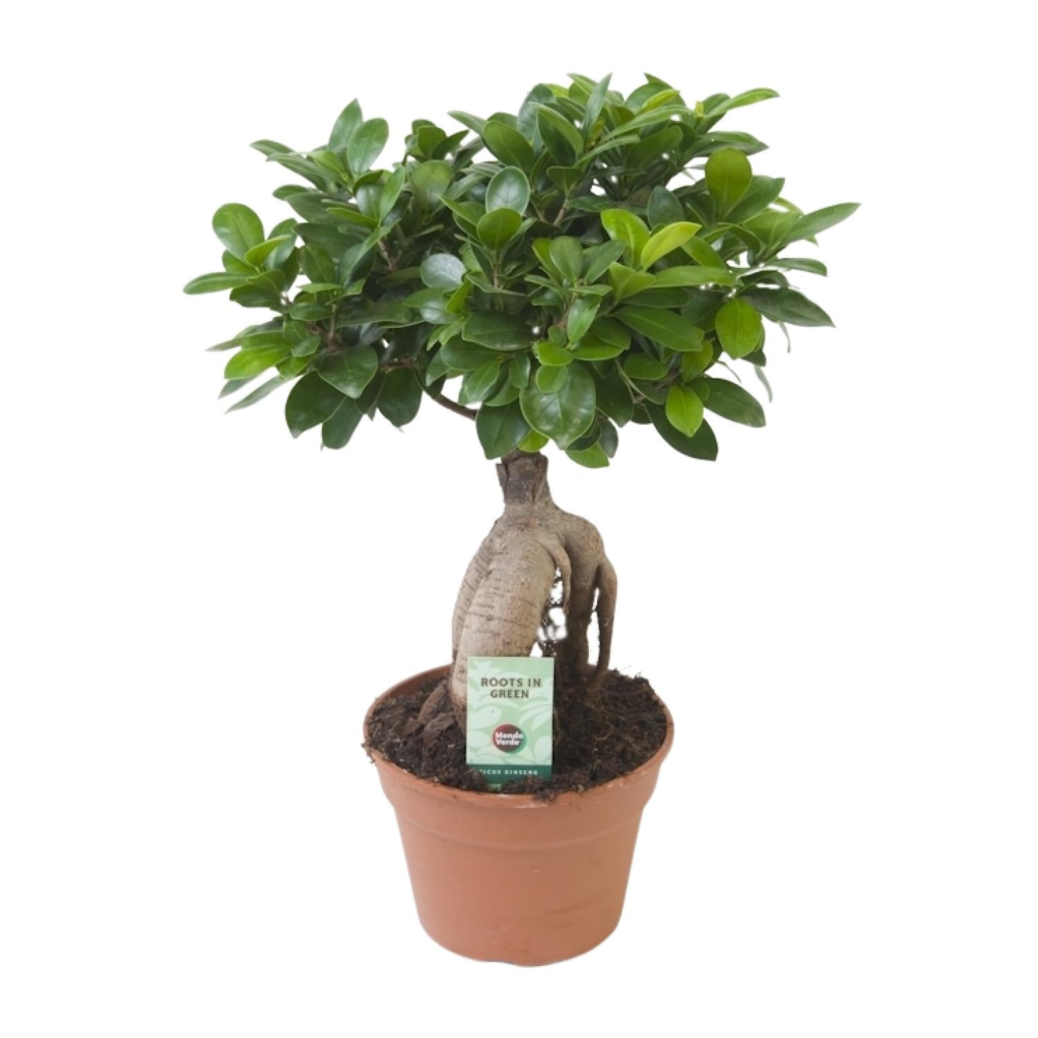 Vijgenboom - Ficus Ginseng - Ø17cm - ↕40cm