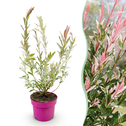 Bonte wilg - Salix Flamingo - Ø17cm - ↕45cm