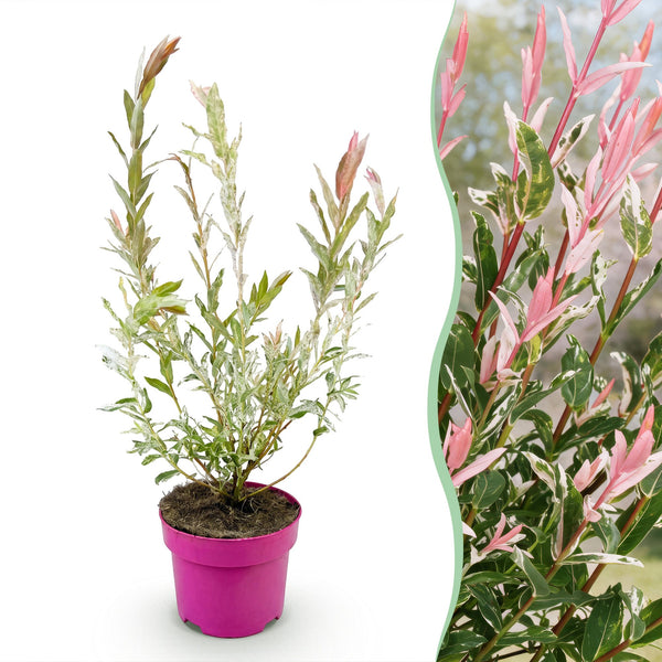 Bonte wilg - Salix Flamingo - Ø17cm - ↕45cm