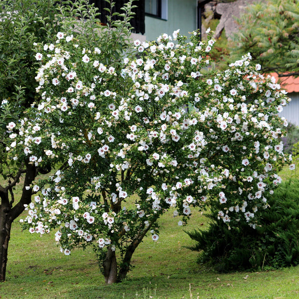 Hibiscus - Hibiscus syriacus 'Red Heart' - wit met rood hart - Ø17cm - ↕45cm