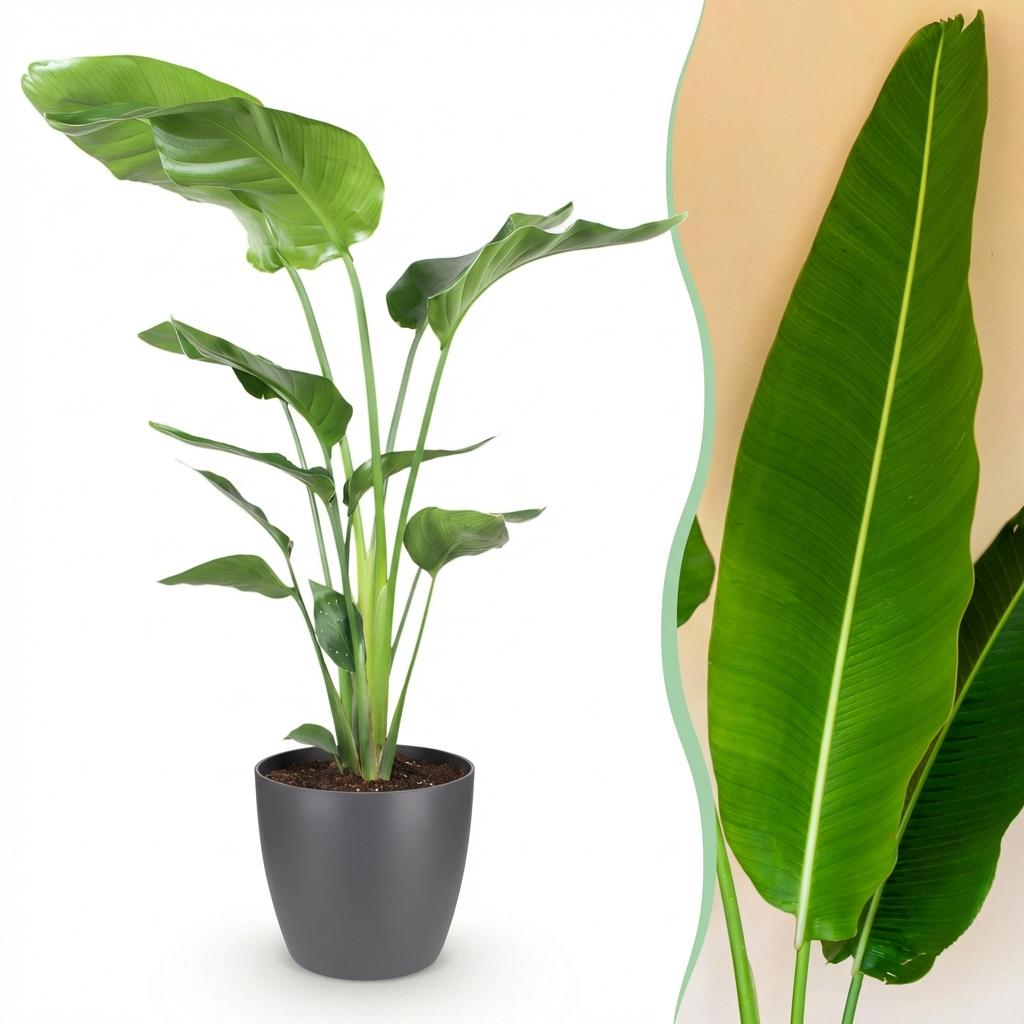 Witte paradijsvogelplant - Strelitzia nicolai - Ø21cm - ↕110-120cm