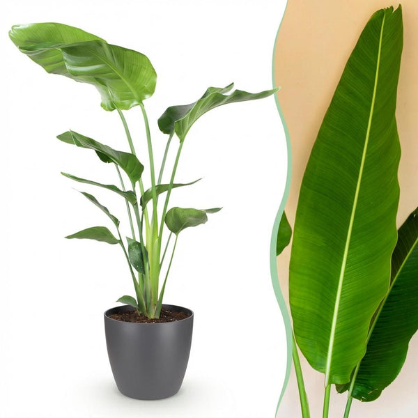 Witte paradijsvogelplant - Strelitzia nicolai - Ø21cm - ↕110-120cm