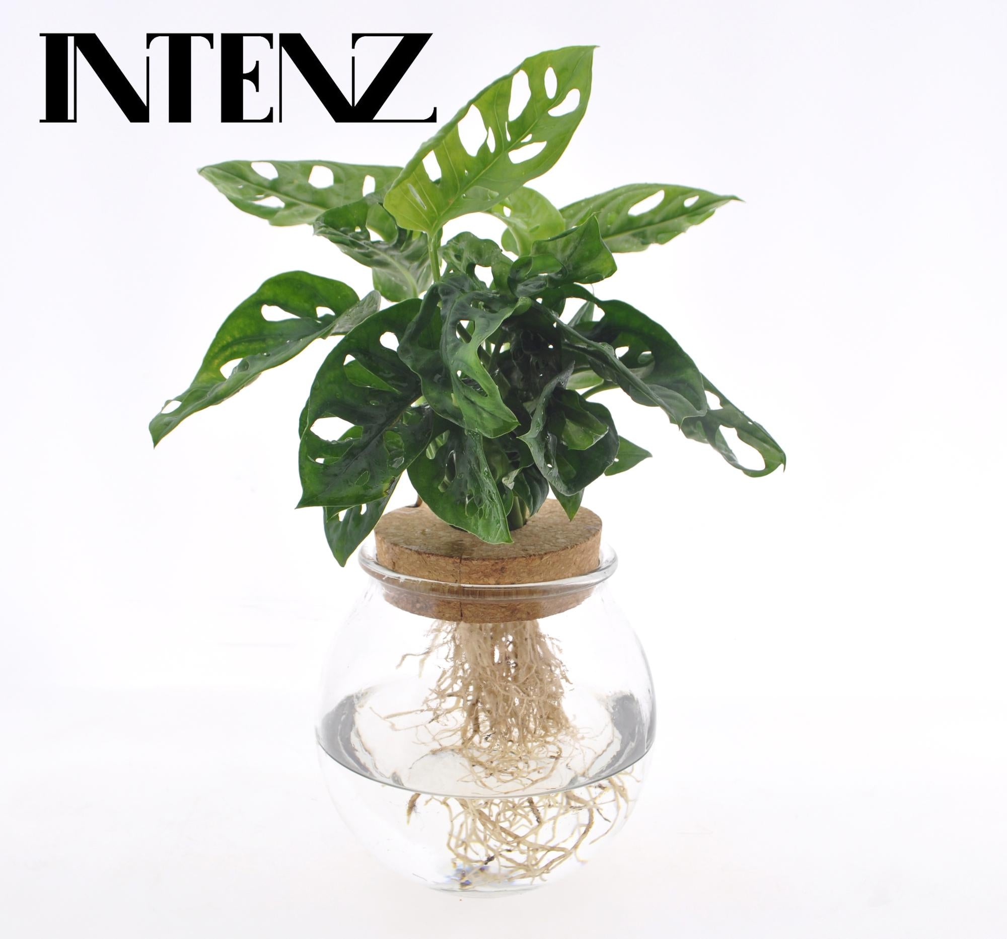 Gatenplant - Monstera Adansonii in Bolglas + Klikkurk - Ø12cm - ↕25cm