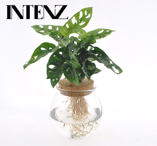 Gatenplant - Monstera Adansonii in Bolglas + Klikkurk - Ø12cm - ↕25cm