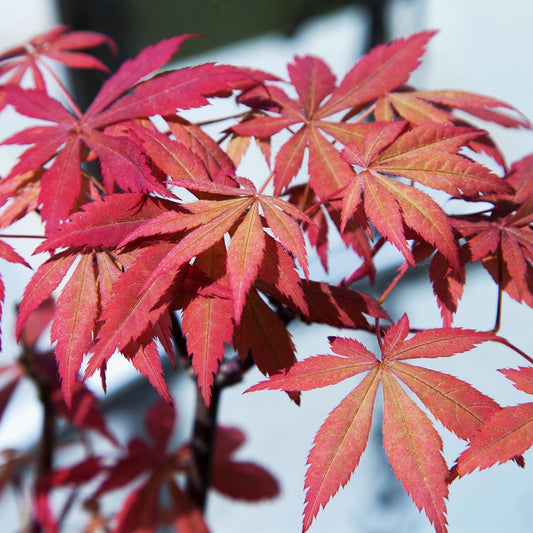 Japanse Esdoorn - Acer palmatum Sumi-nagashi - Rood - Ø19cm - ↕70cm