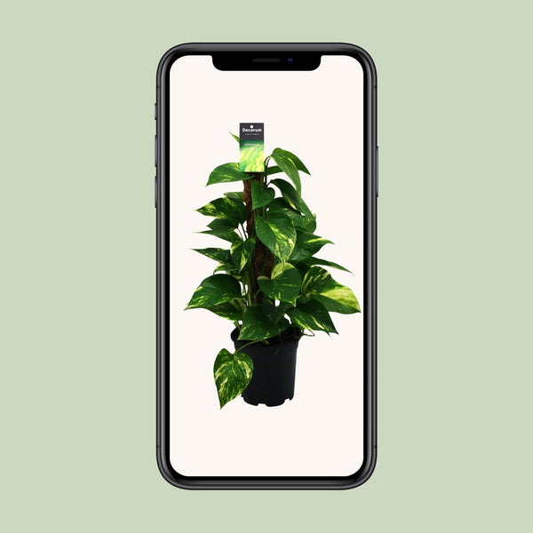 Satijnpothos - Scindapsus pictus - Ø15cm - ↕50cm