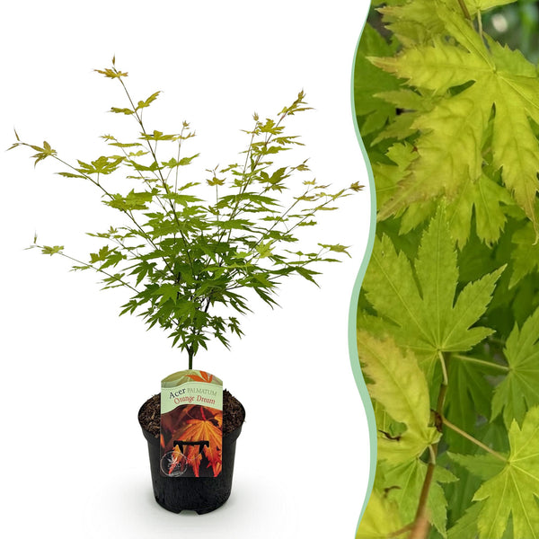 Japanse Esdoorn - Acer palmatum Orange Dream - Oranje - Ø19cm - ↕70cm