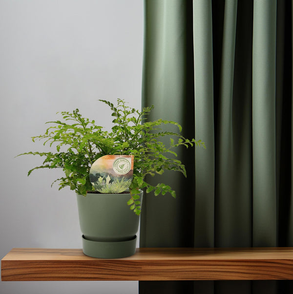 Tongvaren - Asplenium Parvati - Ø12cm - ↕35cm