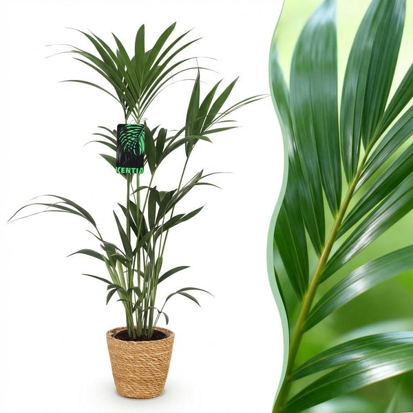 Kentiapalm - Howea forsteriana - Ø21cm - ↕120-130cm