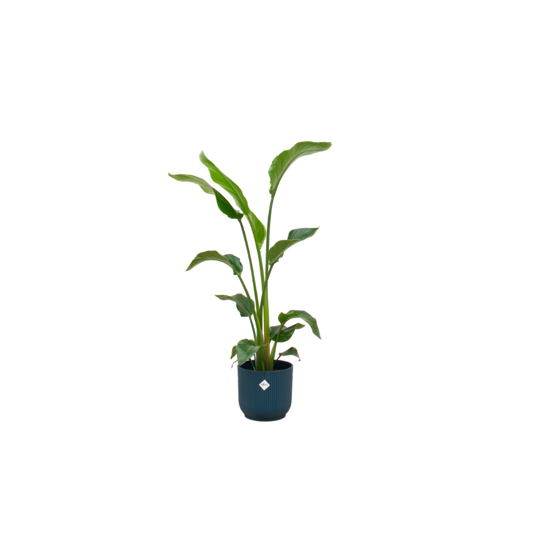 Witte paradijsvogelplant - Strelitzia nicolai - incl. Elho Vibes Fold Round blauw - Ø22cm