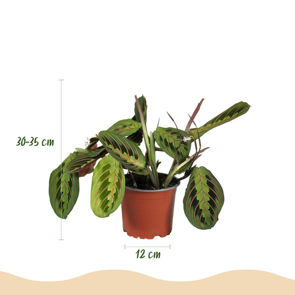 Gebedsplant - Maranta Fascinator Tricolour - Ø12cm - ↕25cm