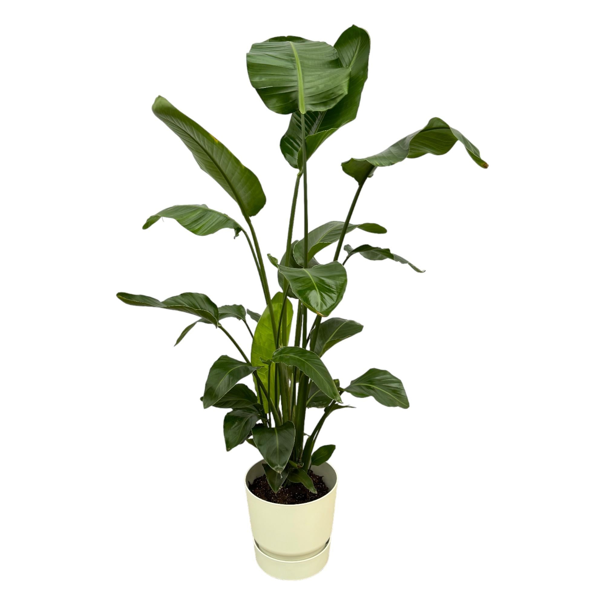 Witte paradijsvogelplant - Strelitzia nicolai - incl. Elho Greenville Round wit - Ø30cm - ↕160cm