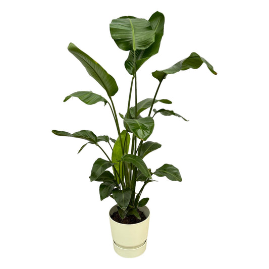 Witte paradijsvogelplant - Strelitzia nicolai - incl. Elho Greenville Round wit - Ø30cm - ↕160cm