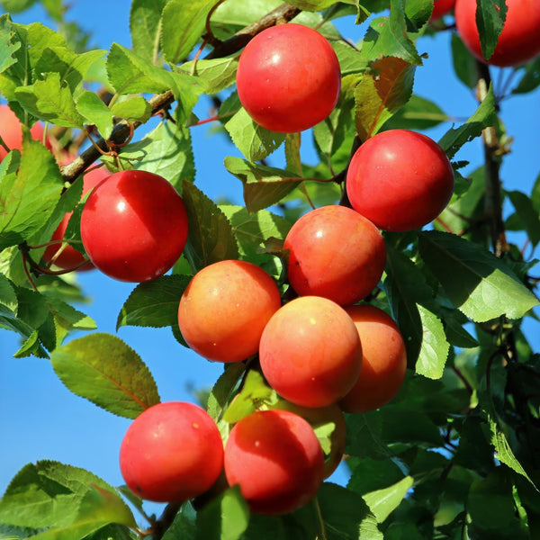 Pruimenboom - Prunus domestica 'Victoria' - Ø21cm - ↕90cm