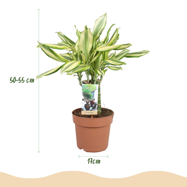 Drakenbloedboom - Dracaena fragrans Diamond Dream - Ø17cm - ↕50-55cm