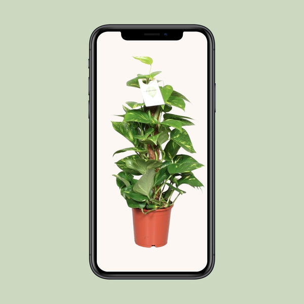 Pothos - Epipremnum pinnatum mosstok - Ø15cm - ↕60cm