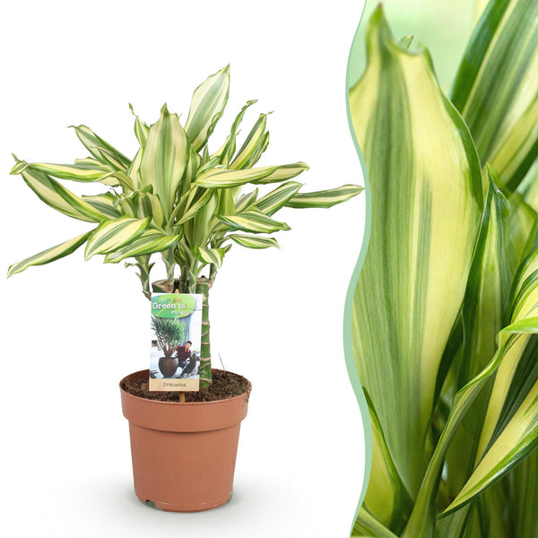 Drakenbloedboom - Dracaena fragrans Diamond Dream - Ø17cm - ↕50-55cm