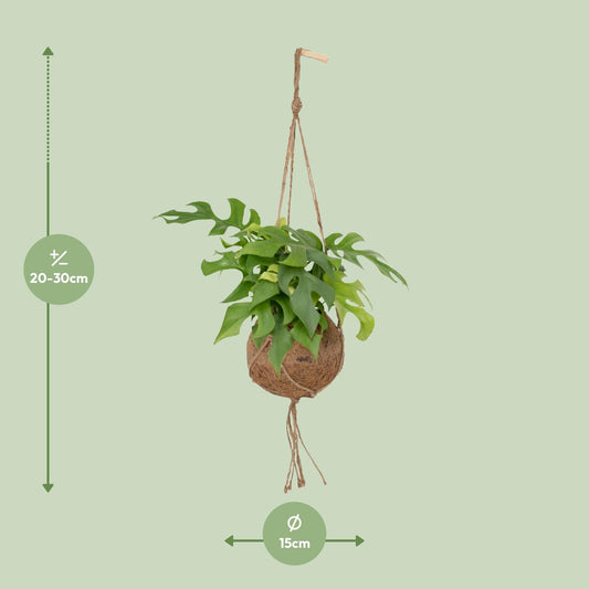Gatenplant - Kokodama Monstera Minima Hang - Ø15cm - ↕25cm