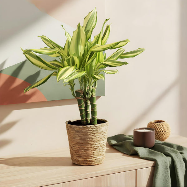 Drakenbloedboom - Dracaena fragrans Diamond Dream - Ø17cm - ↕50-55cm