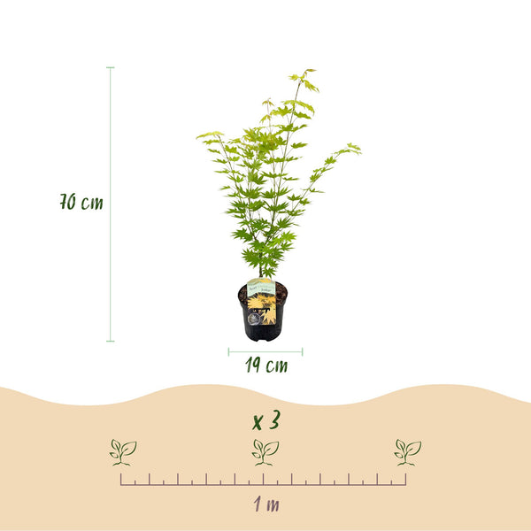 Japanse Esdoorn - Acer palmatum Jordan - Geel - Ø19cm - ↕70cm