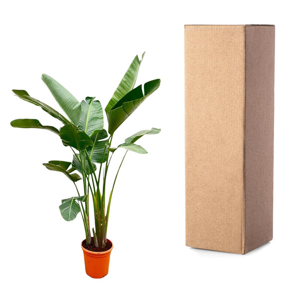 Witte paradijsvogelplant - Strelitzia augusta - Ø38cm - ↕250cm