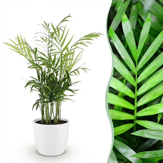 Bergpalm - Chamaedorea elegans - Ø12cm - ↕15cm