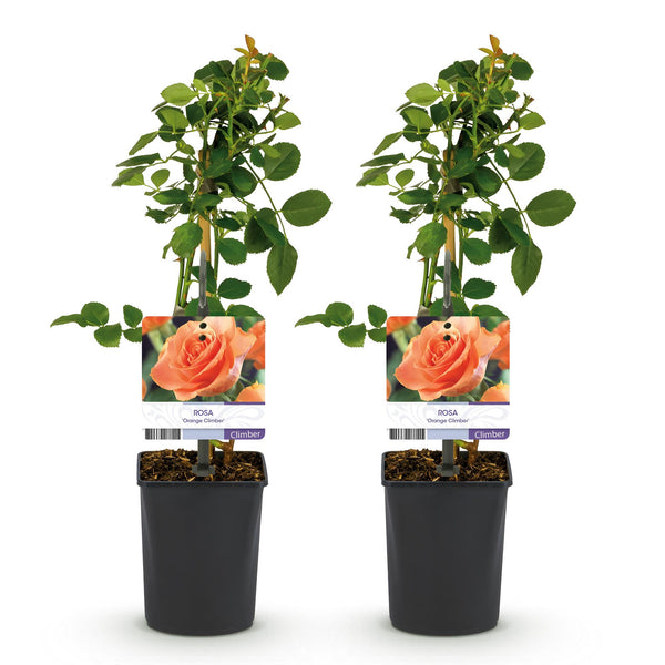 Klimroos - Rosa Orange Climber - Ø11cm - ↕40cm