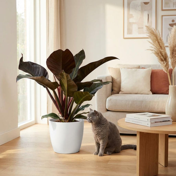 Philodendron Imperial Red - Rood - Ø19cm - ↕60cm