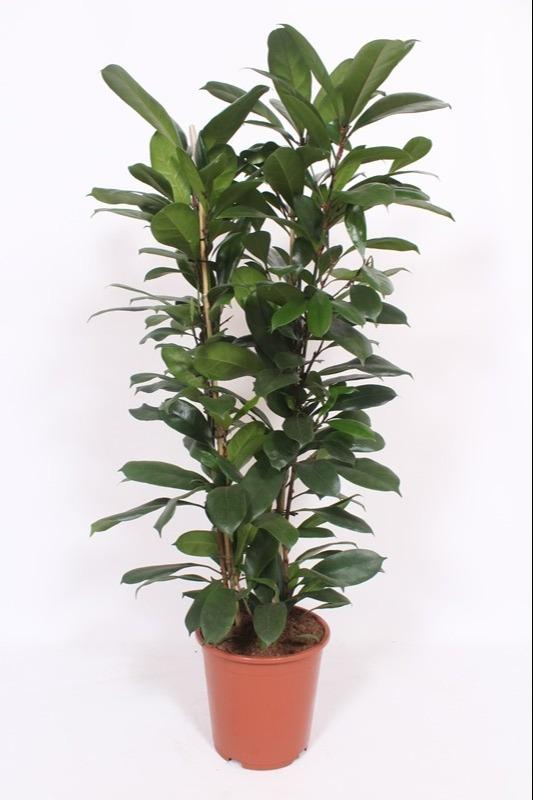 Vijgenboom - Ficus cyathistipula - Ø27cm - ↕120cm
