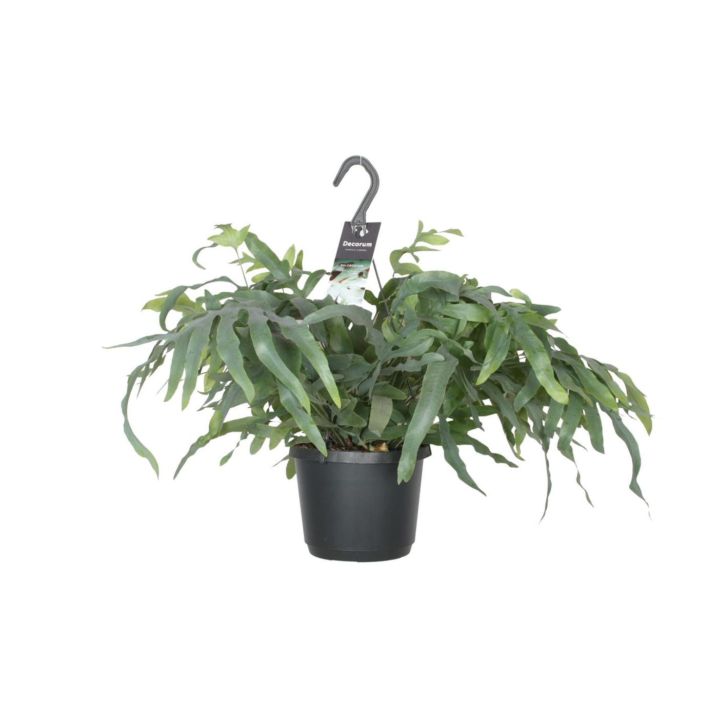 Blauwvaren - Phlebodium aureum 'Blue Star' - Ø17cm - ↕50cm