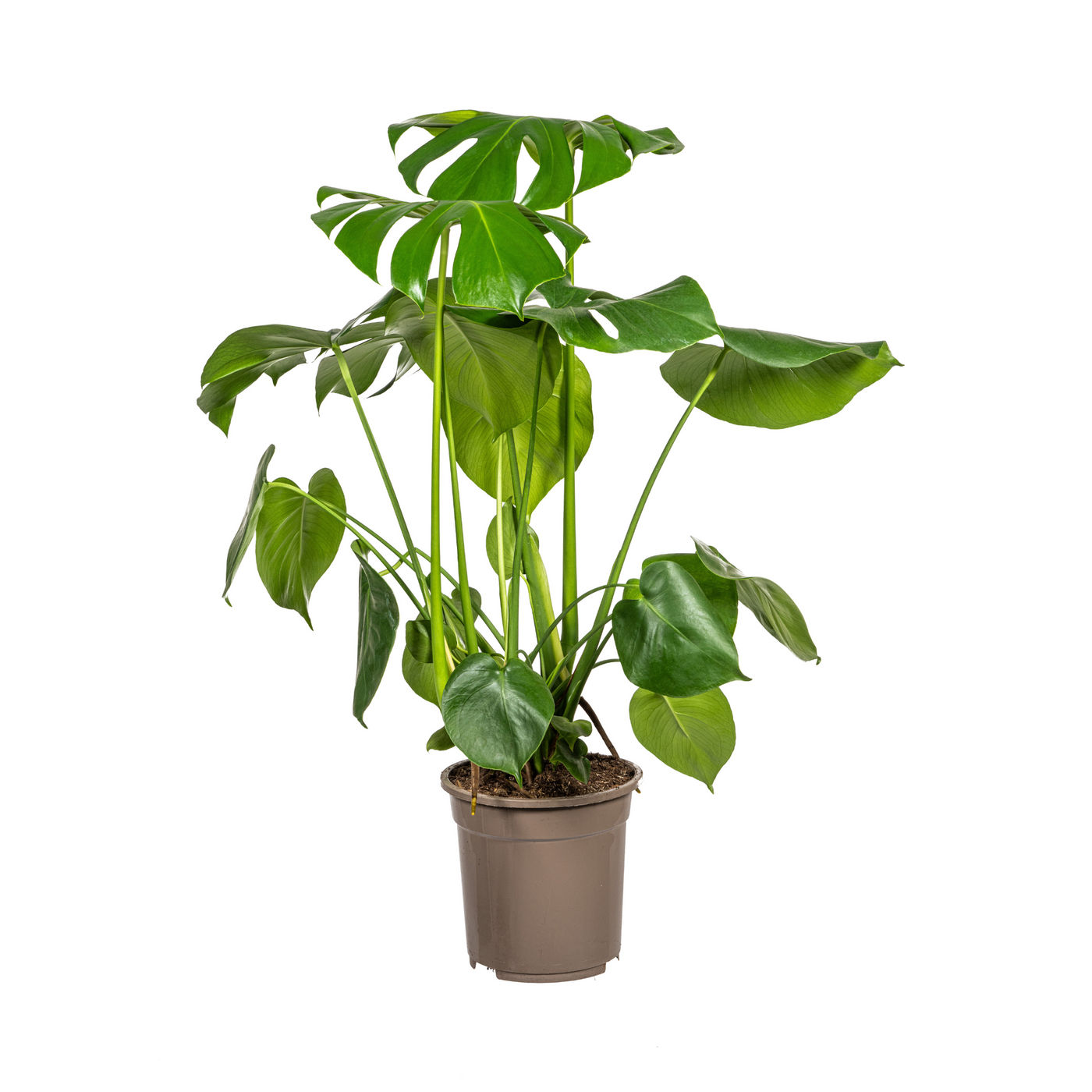 Gatenplant - Monstera deliciosa 'Tauerii' - Ø21cm - ↕80cm