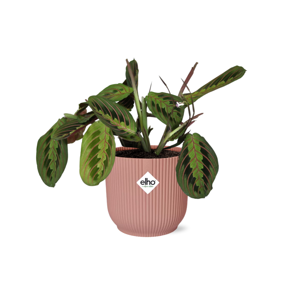 Zebraplant - Maranta Leuconeura ‘Fascinator’ Tricolor - incl. Elho Vibes Fold Roze - ↕14cm