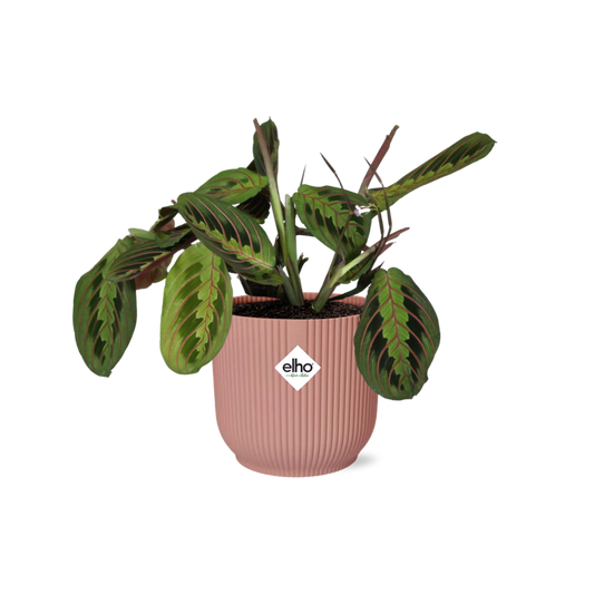 Zebraplant - Maranta Leuconeura ‘Fascinator’ Tricolor - incl. Elho Vibes Fold Roze - ↕14cm