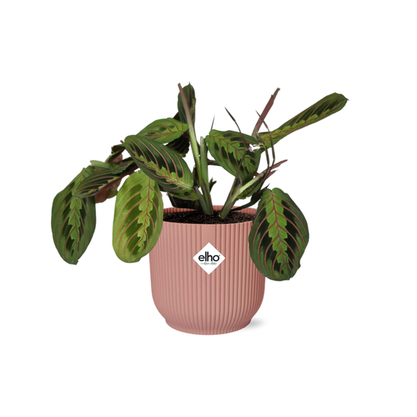 Zebraplant - Maranta Leuconeura ‘Fascinator’ Tricolor - incl. Elho Vibes Fold Roze - ↕14cm