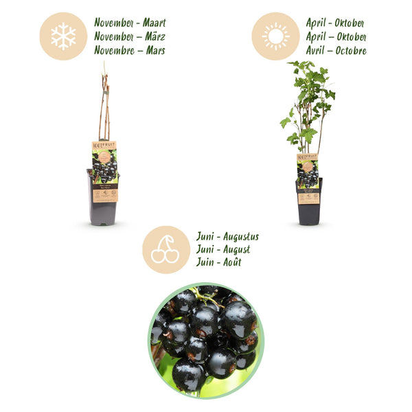 Bessenplant - Ribes nigrum Ben Nevis - Ø15cm - ↕50cm