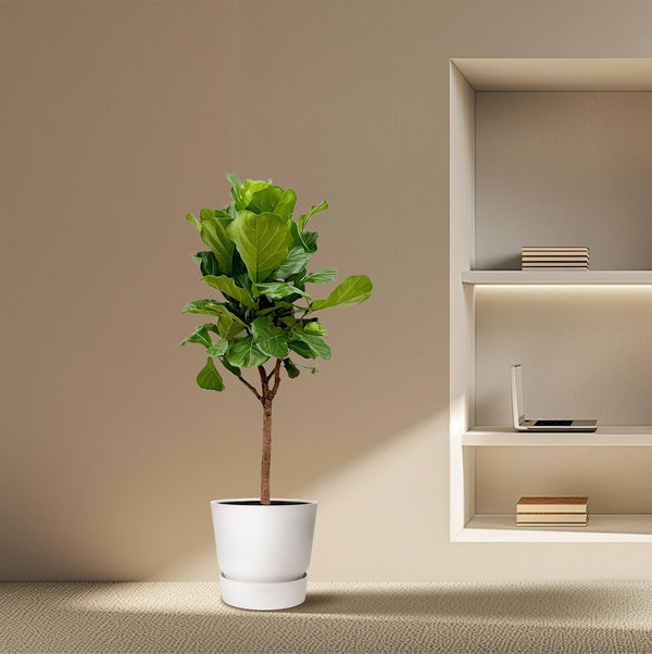 Vioolbladplant - Ficus lyrata - Ø30cm - ↕180cm